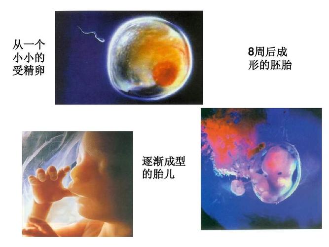 供卵代生【供卵代生:新生命的奇迹”】