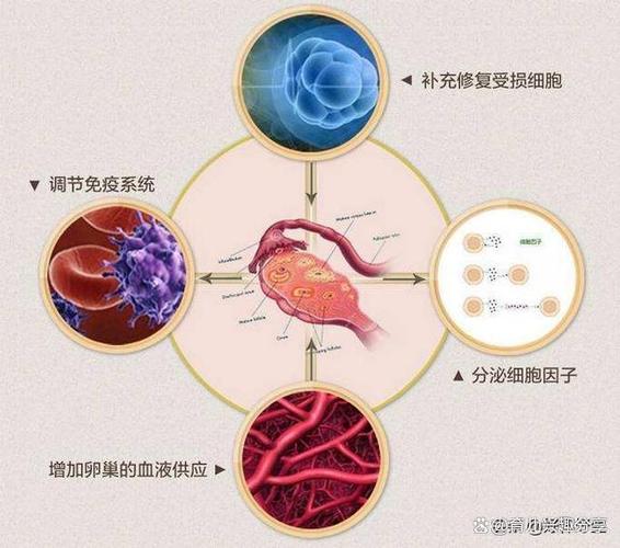 供卵宝宝有可能遗传母体基因吗(供卵宝宝是否会遗传母体基因?)